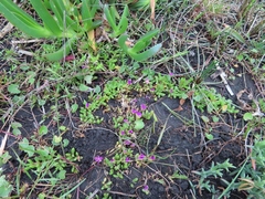 Disphyma dunsdonii