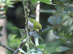 Zosterops simplex simplex