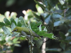 Zosterops simplex simplex