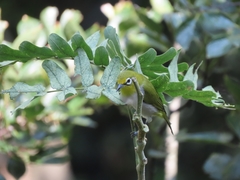 Zosterops simplex simplex