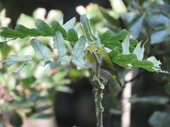 Zosterops simplex simplex