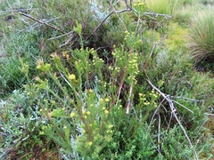 Leucadendron laxum