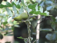 Zosterops simplex simplex