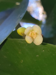 Garcinia warrenii