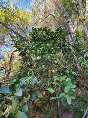 Garcinia warrenii