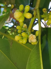 Garcinia warrenii