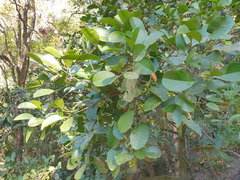 Garcinia warrenii