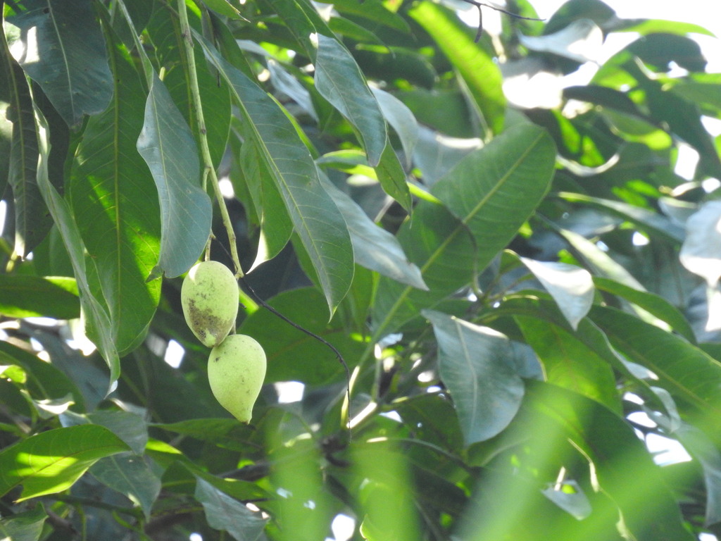 Himalayan Mango