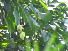Mangifera sylvatica