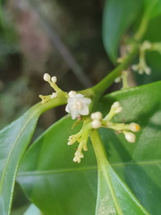 Hernandia albiflora