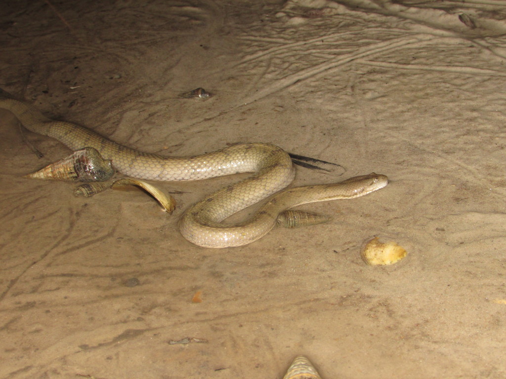 South Asian Bockadam