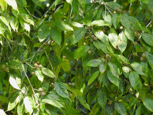 Liquidambar excelsa observed 2019-08-25