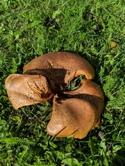 Paxillus involutus