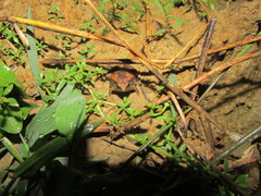 Microhyla chakrapanii