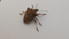 Ancyrosoma leucogrammes