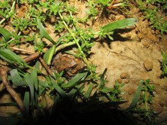 Microhyla chakrapanii