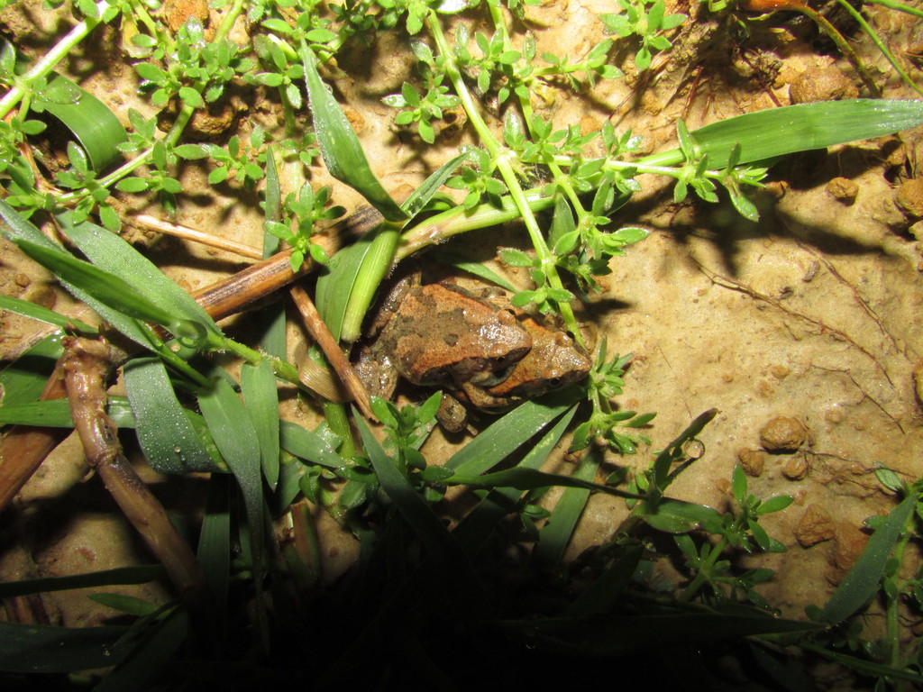 Bilateral Banded Frog