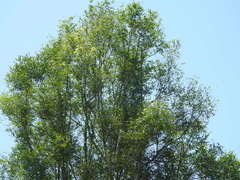 Aquilaria malaccensis