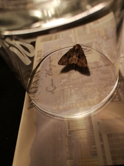 Apamea monoglypha