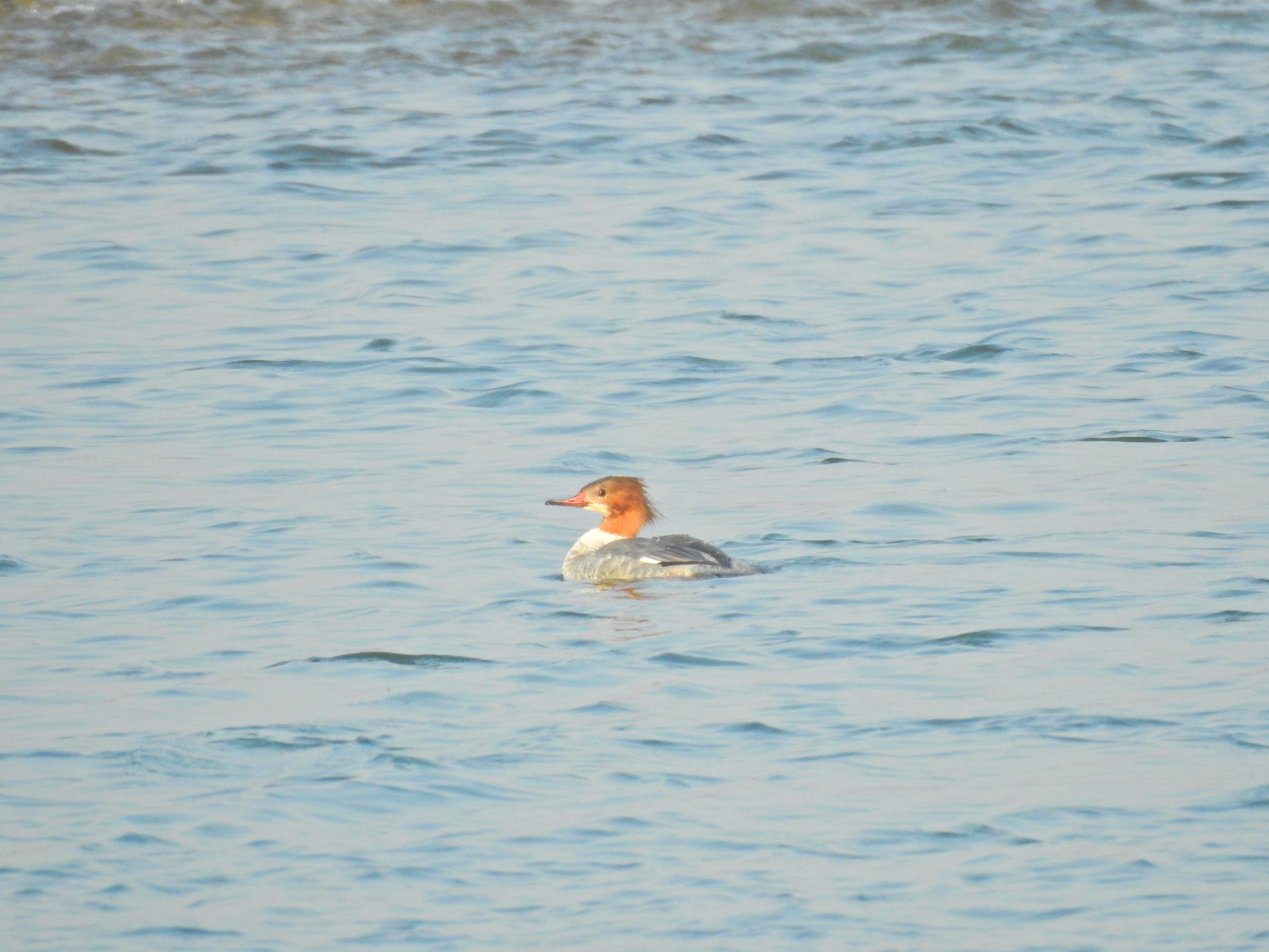 Common Merganser