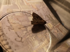 Apamea monoglypha