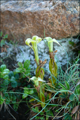 Gentiana grandiflora