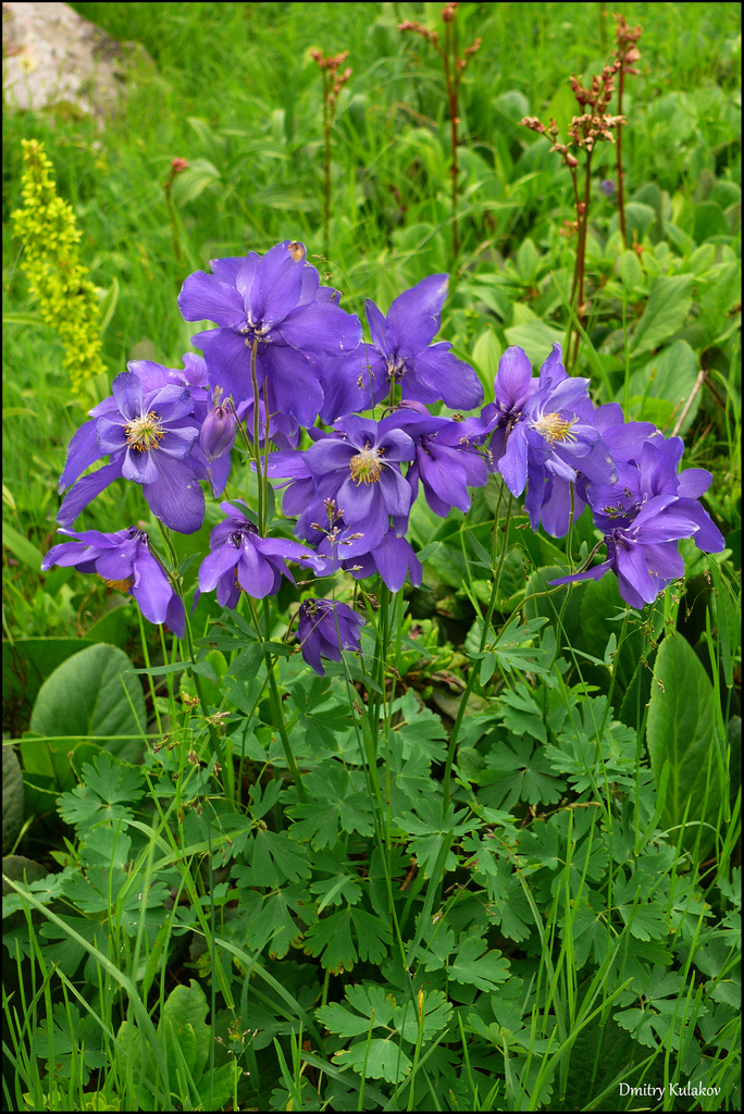 Aguileña