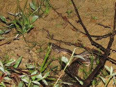 Andaman Keelback photo 5