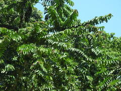 Duabanga grandiflora
