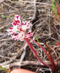 Lachenalia contaminata