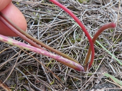 Lachenalia contaminata