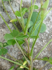 Oxalis corniculata