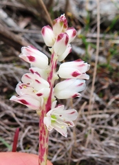Lachenalia contaminata