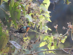 Chalcoparia singalensis