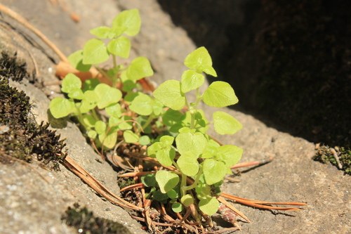 Parietaria micrantha iNat (1)
