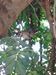 Garrulus glandarius graecus