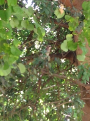 Garrulus glandarius graecus