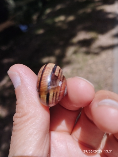 Cepaea nemoralis