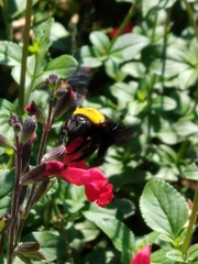Xylocopa pubescens