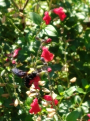 Xylocopa pubescens