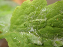 Erysiphe macleayae