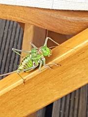 Neocallicrania serrata