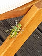 Neocallicrania serrata