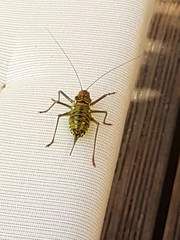 Neocallicrania serrata