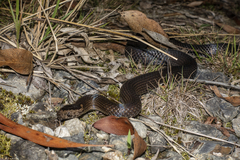 Cacophis squamulosus