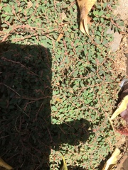 Euphorbia thymifolia