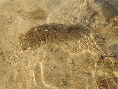 Holothuria scabra