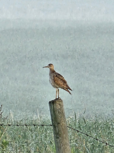 Upland Sandpiper