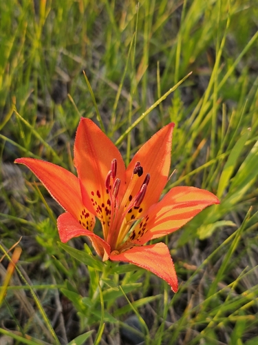 Wood Lily