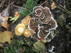 Trametes versicolor